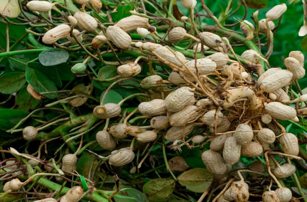 Groundnut Farming, benefits of Peanuts, and Peanut butter