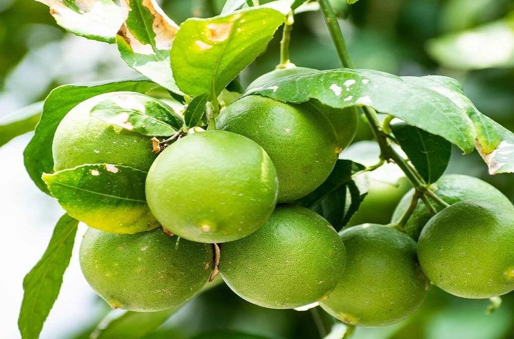 Lemon tree: lemon plant farming and Lemon health benefits