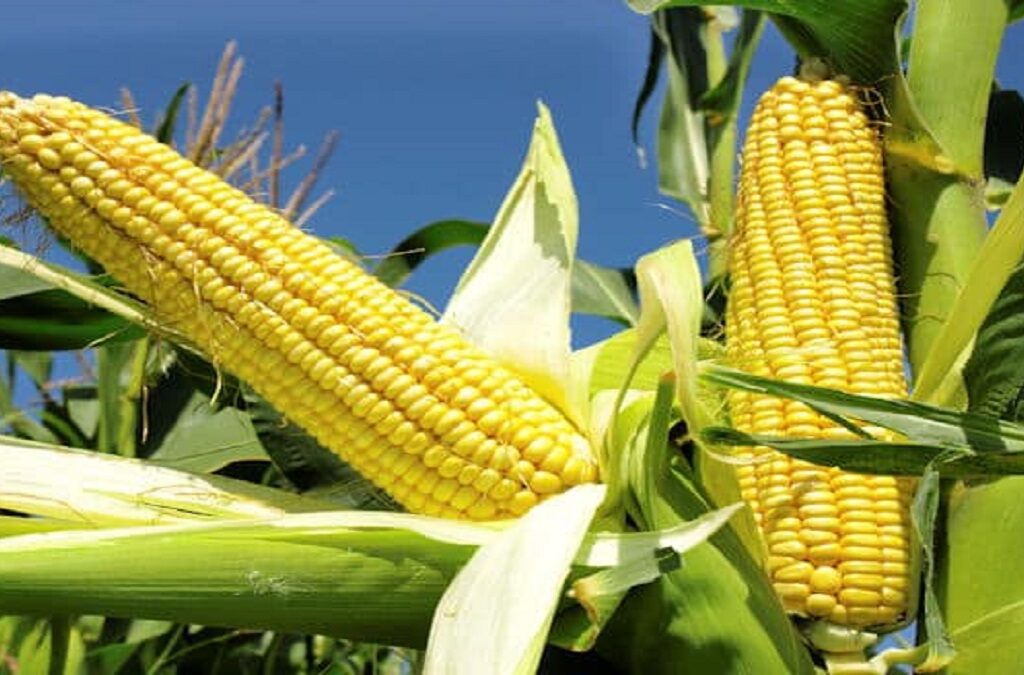 Maize: maize farming, maize health benefits, and sweet corn ...