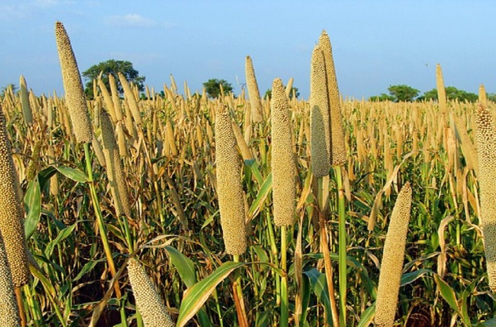 Millet Farming: millets types and Millet Products