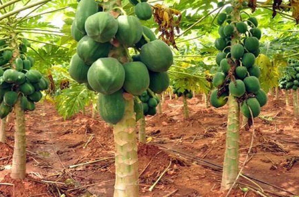 Everything that you need to know about Papaya