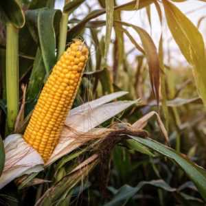 Ripe yellow corn maize cob on the agricultural field