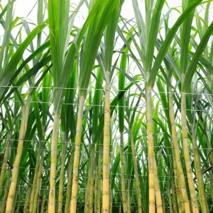 Sugarcane