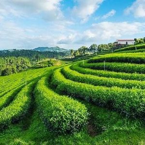 Tea Farm