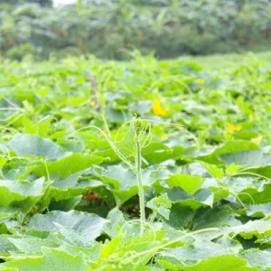 bitter gourd