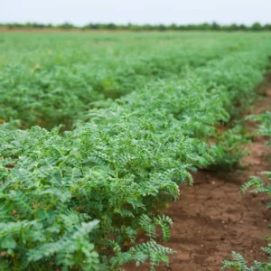 chickpea-crop-field