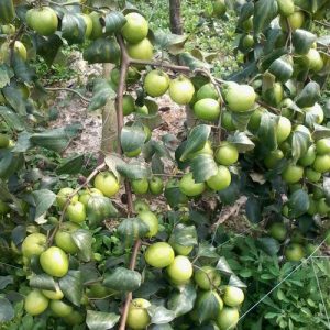 organic-apple-ber-plant-856