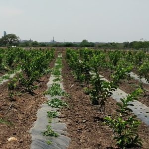 organic-guava-farming