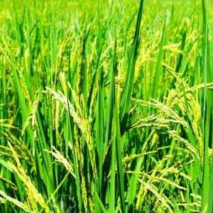 close up of organic rice produce grain in the rural rice paddy fields at countryside of north region of thailand in rainy season. organic agriculture or organic food concept.