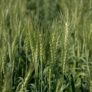 photo-green-wheat-at-organic-farm